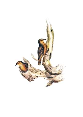 Rufous Tree Creeper Bird
