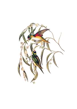 Purple Crowned Lorikeet