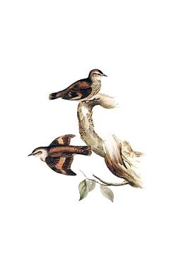 Brown Tree Creeper Bird