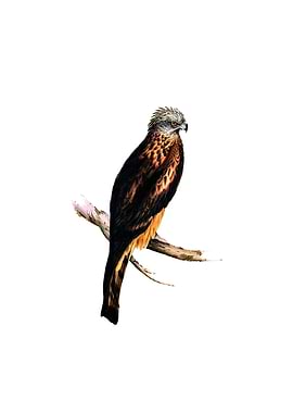 Square Tailed Kite Bird