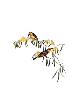 Plumed Honeyeater Bird