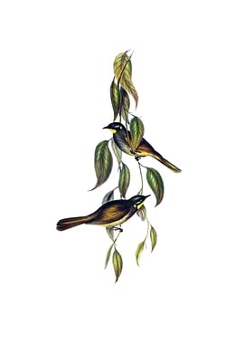 Yellow Throated Honeyeater