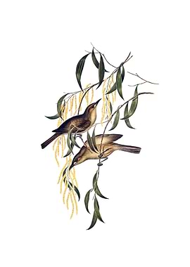 Uniform Honeyeater Bird