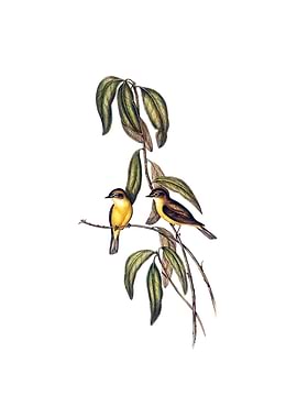 Yellow Bellied Flycatcher