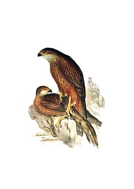 Radiated Goshawk Bird