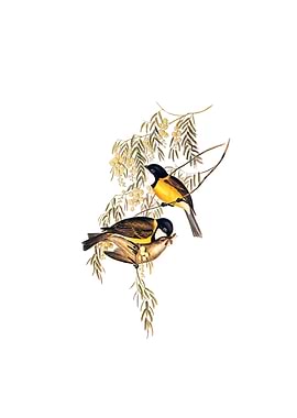 Blue Shining Flycatcher