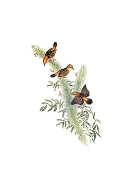 Rufous Headed Warbler Bird