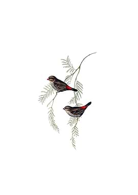 Fire Tailed Finch Bird