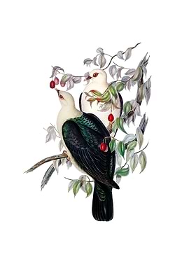 White Headed Fruit Pigeon