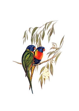 Rainbow Lorikeet Parrot