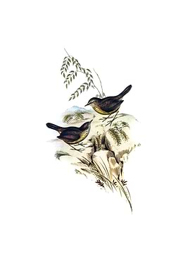 Tasmanian Scrubwren Bird