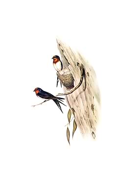 Welcome Swallow Bird