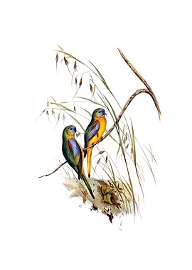 Turquoise Parrot Bird