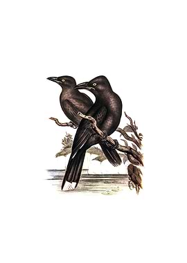 Sooty Crow Shrike Bird