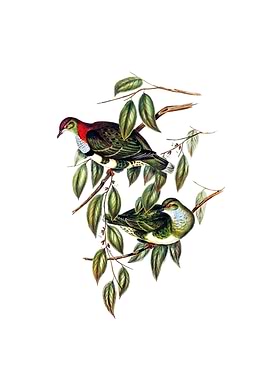 Superb Fruit Pigeon Bird