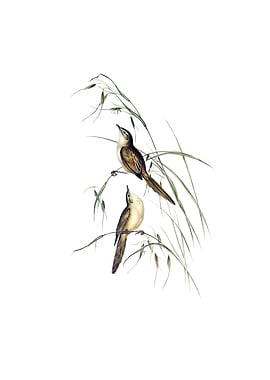 Tawny Grassbird Bird