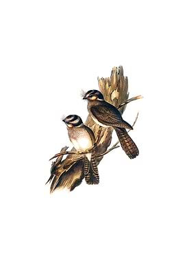 White Owlet Nightjar