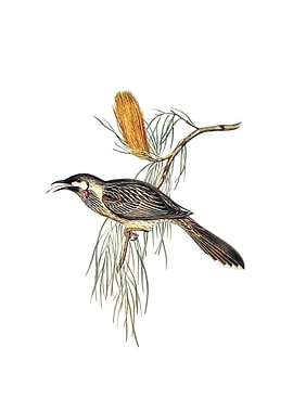 Wattled Honeyeater Bird