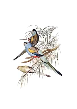 Golden Backed Parakeet