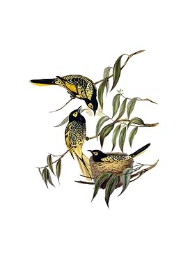 Warty Face Honeyeater Bird