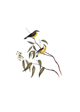 White Throat Gerygone Bird