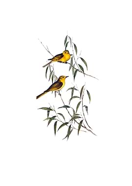 Yellow Tinted Honeyeater