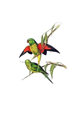 Scaly Breasted Lorikeet