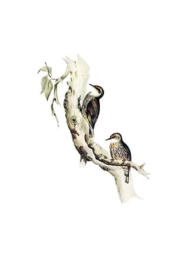 Red Eyebrowed Tree Creeper