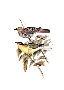 Yellow Bellied Figbird