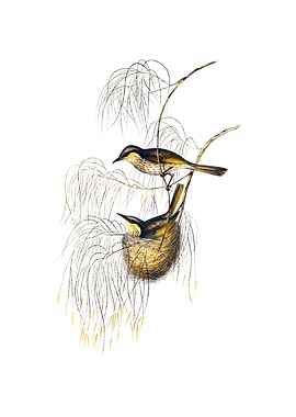 Singing Honeyeater Bird