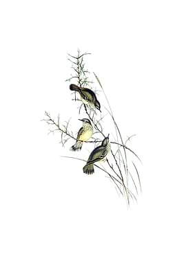 Spotted Scrubwren Bird