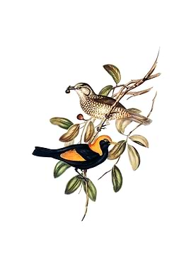 Regent Bowerbird Bird