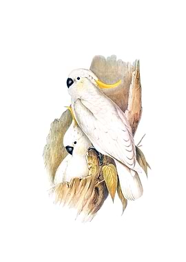 Crested Cockatoo Bird