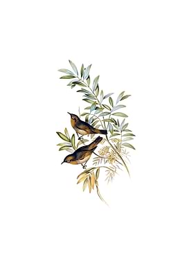 Grey Breasted Zosterops