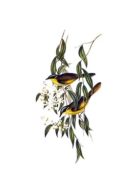 Wattle Cheeked Honeyeater