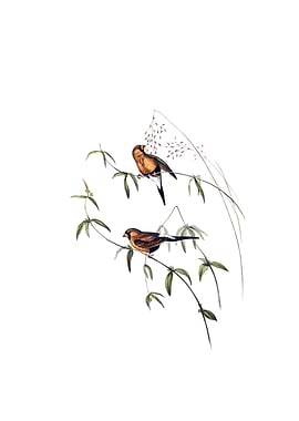 Masked Grass Finch Bird