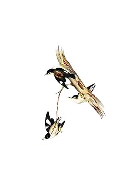 White Winged Sittella