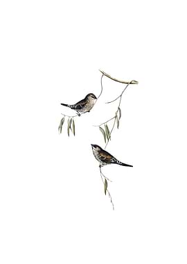 Plain Colored Finch Bird