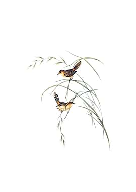 Vintage Exile Warbler Bird