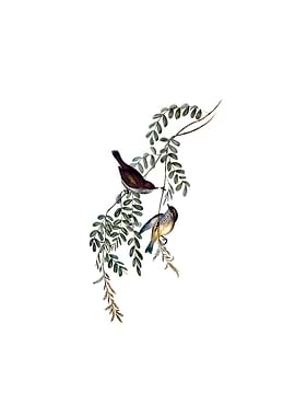 Tasmanian Brown Thornbill