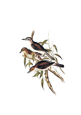 Selbys Colluricincla Bird