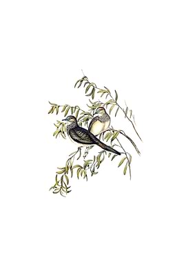 Peaceful Ground Dove Bird