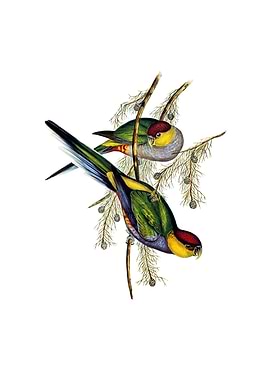 Red Capped Parakeet Bird