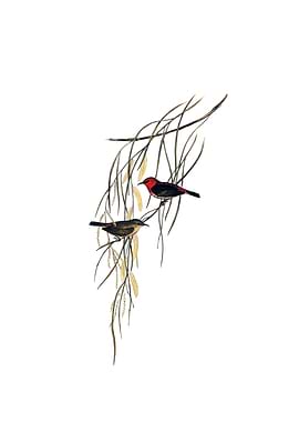 Vintage Scarlet Honeyeater
