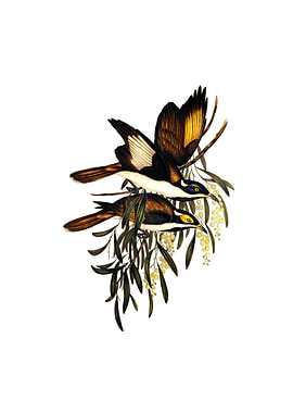 White Pinioned Honeyeater