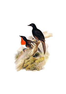 Chowchilla Orthonyx Bird