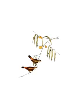 Chestnut Rumped Thornbill