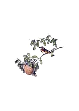 White Throated Honeyeater