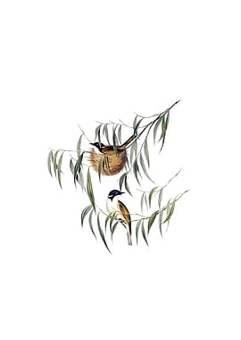 Lunulated Honeyeater Bird