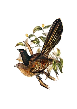 Pheasant Cuckoo Bird